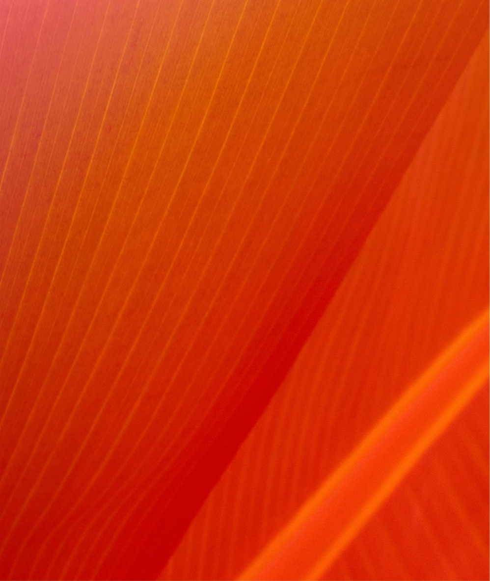 Case bg 2